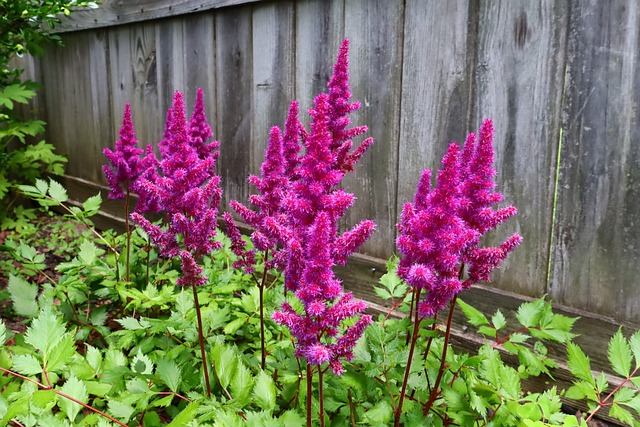 Free Astilbe Flower photo and picture