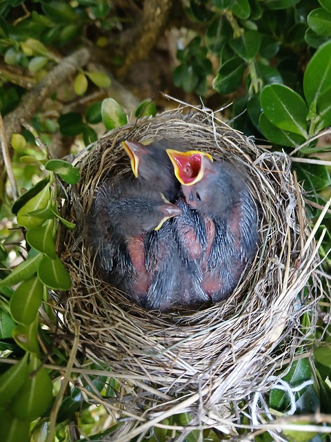 Free Bird Sparrow photo and picture