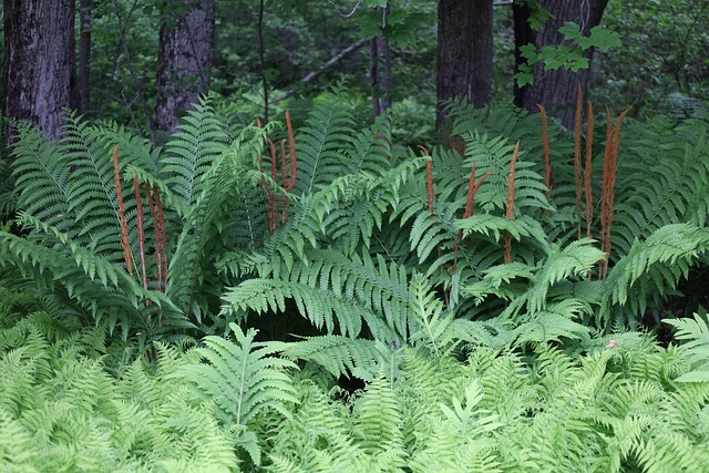 Free Fern Nature photo and picture
