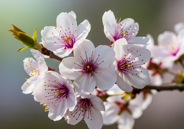 Free Macro Cherry Blossom illustration and picture