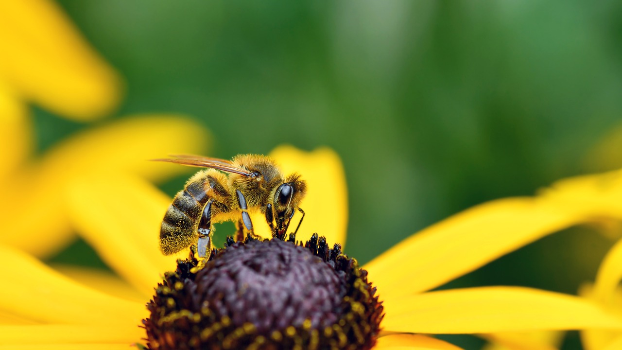 Inect Pollination Bee Insect Pollination - Free photo on Pixabay