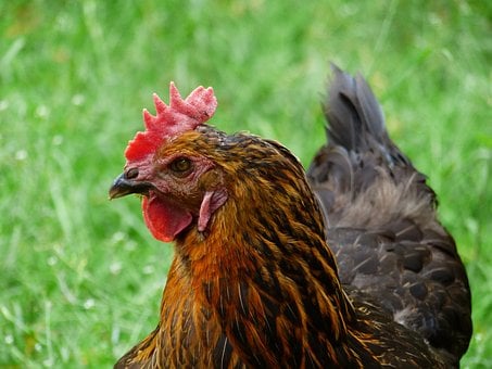 Hähnchen, Brown, Nahaufnahme, Kopf, Kamm