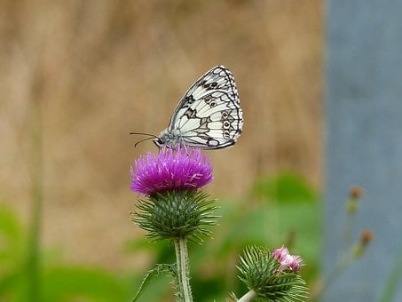 Schachbrettfalter, Schmetterling, Distel