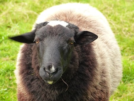 Schaf, Kopf, Dunkelbraun, Nahaufnahme