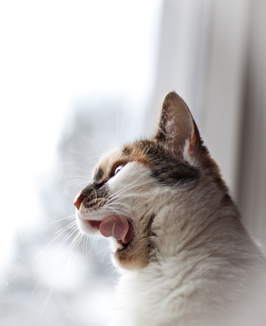 고양이, 키티, 삼색기, 동물, 창문, 하얀색, 구레나룻, 털, 코