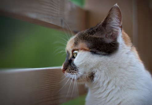 고양이, 키티, 자연, 초록, 동물, 눈, 귀, 구레나룻, 삼색기