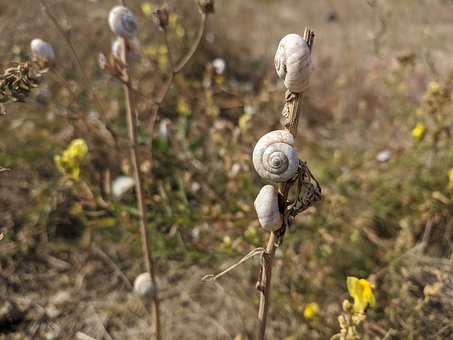 Free Snails Valloniidae photo and picture