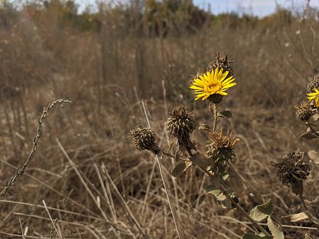 Free Grindelia Squarrosa Yellow photo and picture