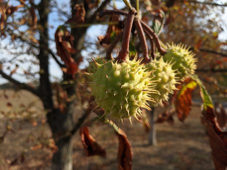 Free Horse Chestnut Plant photo and picture