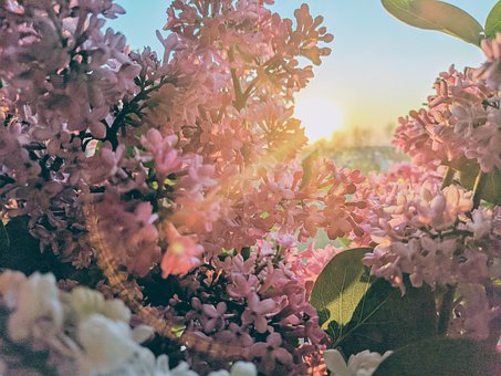 Free Syringa Flowers photo and picture