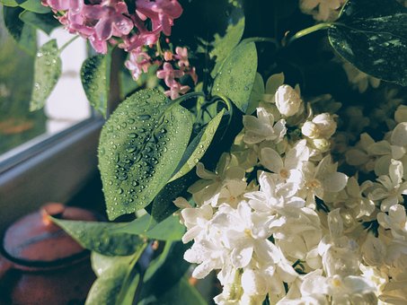 Free Syringa Dew photo and picture