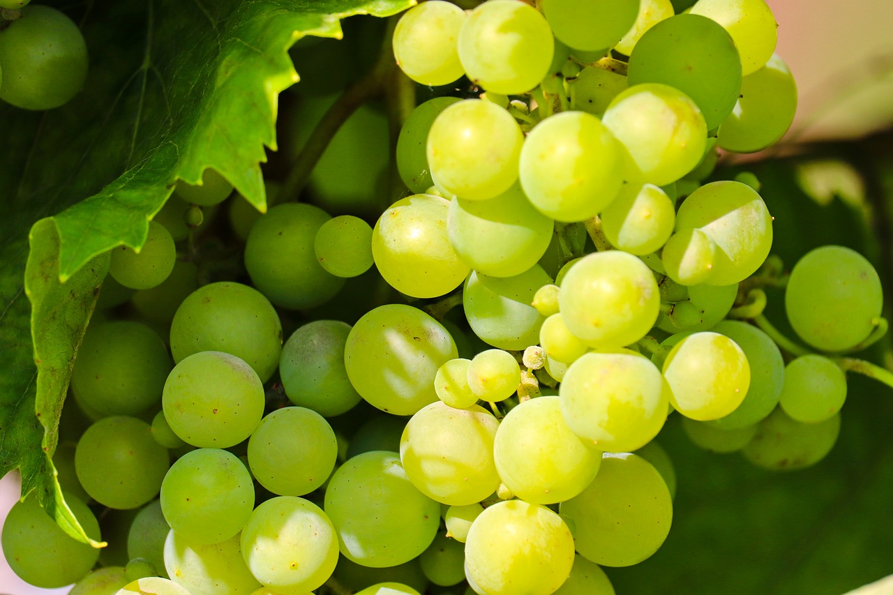 Grape Excellent Picture Grape Grapes Berry - Free photo on Pixabay