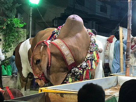 Free Night And Bulls Animals photo and picture