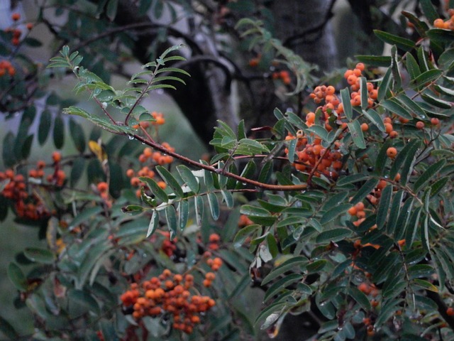 Efterår, Natur, Løv, Træ, Røn, Frugt
