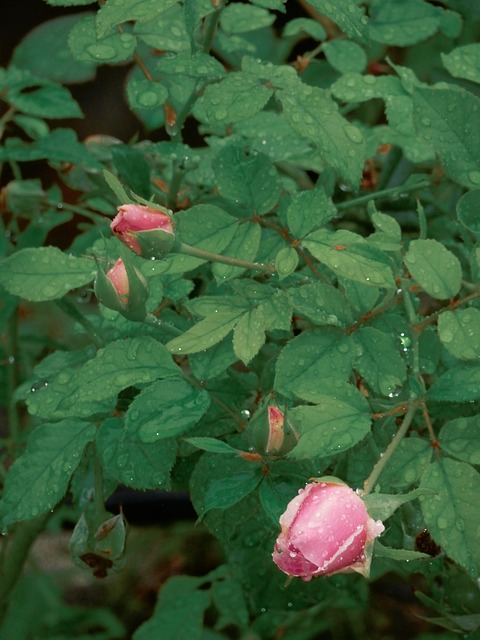 Rose, Have, Regn, Lyserød, Blomst, Knop