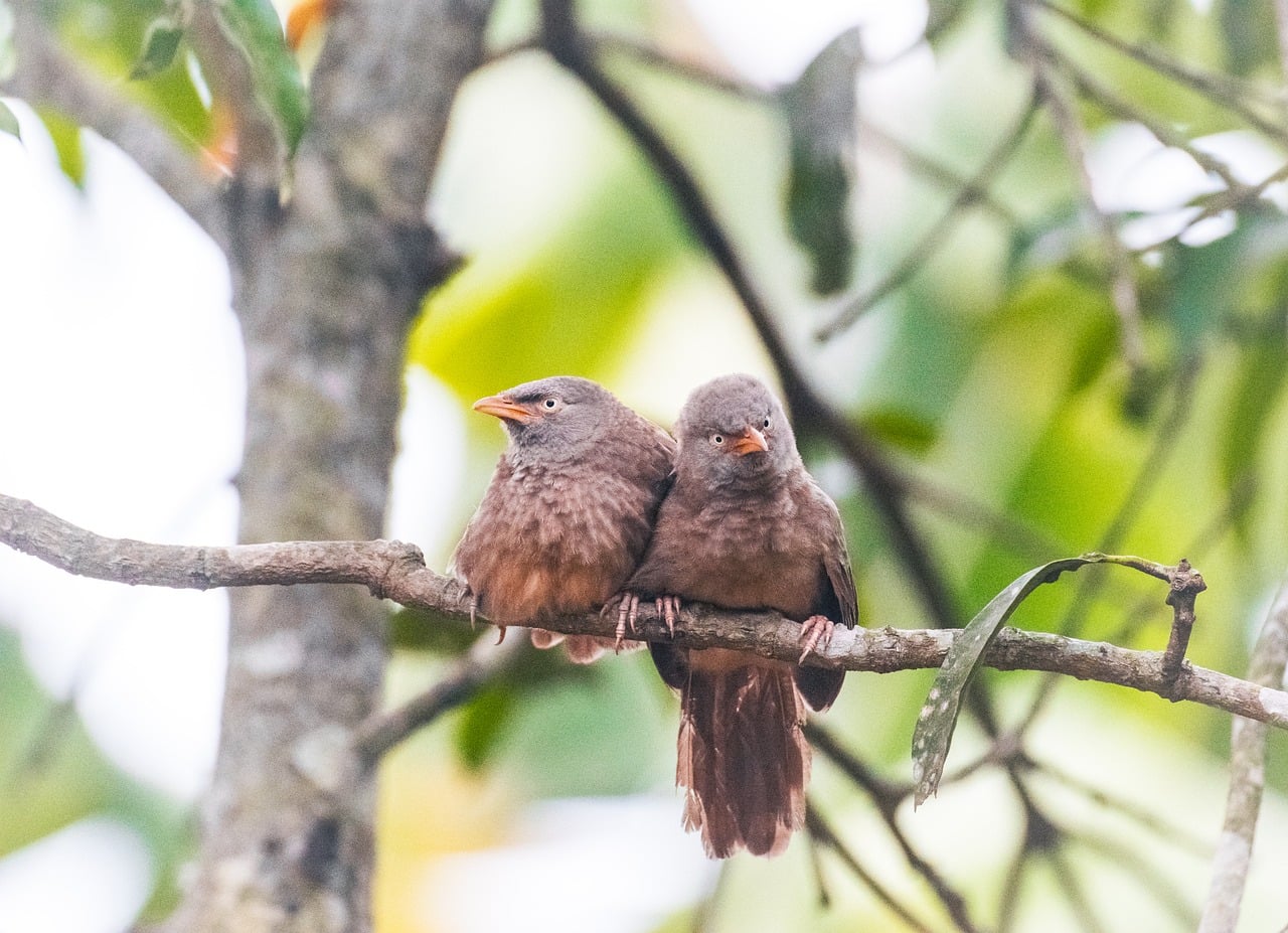 Download free HD stock image of Jungle Babblers Yellow-Billed Babblers Free Jungle Babblers Yellow-Billed Babblers photo and picture