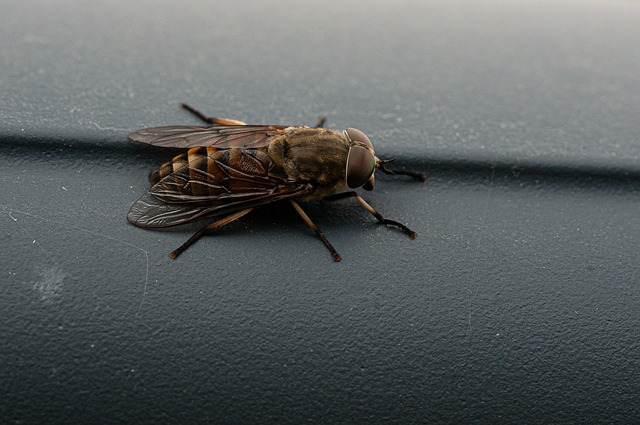 Insectă, Natură, Calului, Proxy