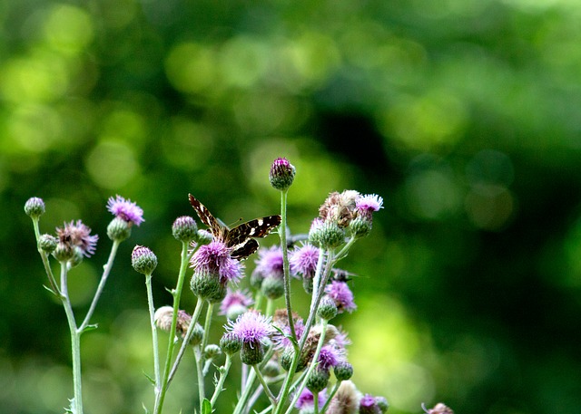 Cardo, Borboleta, Inseto, Fauna, Flora