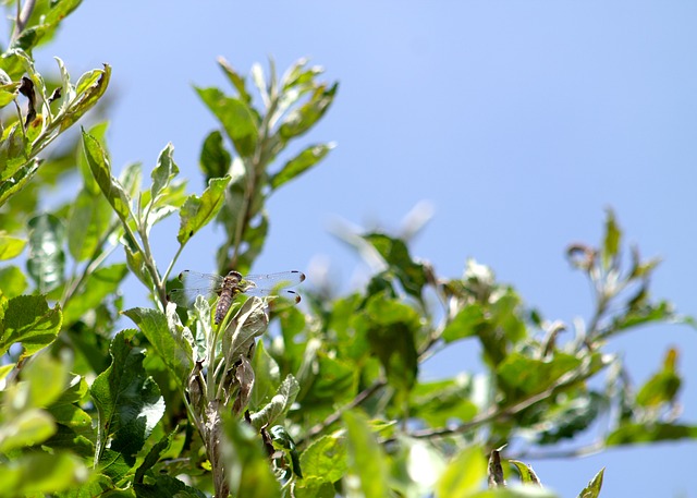 Inseto, Fauna, Flora, Natureza, Plantas