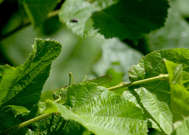 Inseto, Fauna, Flora, Natureza, Plantas