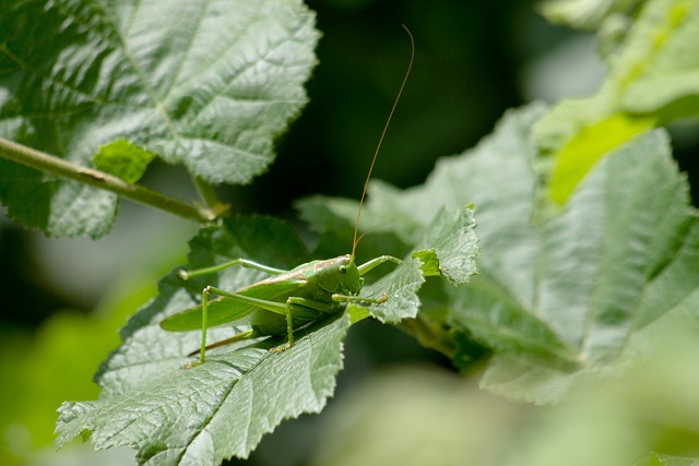 Inseto, Fauna, Flora, Natureza, Plantas
