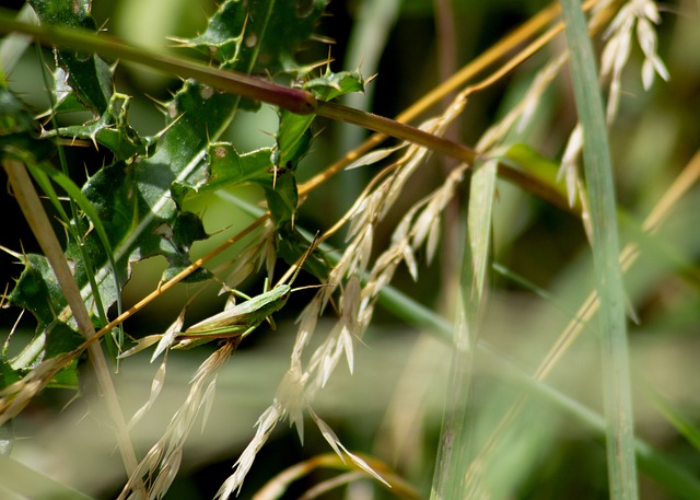 Chorthippus Parallelus, Inseto