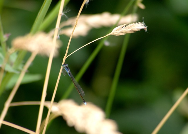 Inseto, Fechar-Se, Natureza, Verde