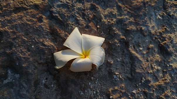 Plumeria, Frangipani, Blume