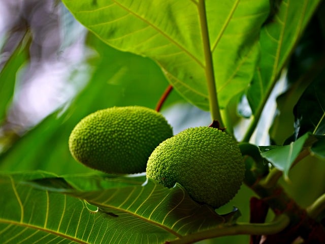 Artocapus Altilis Bread Fruit - Free photo on Pixabay