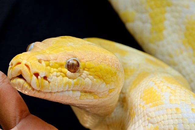 Free Phyton Albino Snake photo and picture