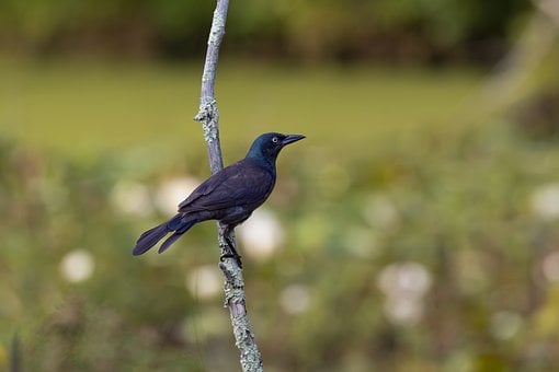 Free Birds Ornithology photo and picture