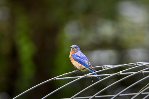Free Birds 4K Wallpaper 1920X1080 photo and picture