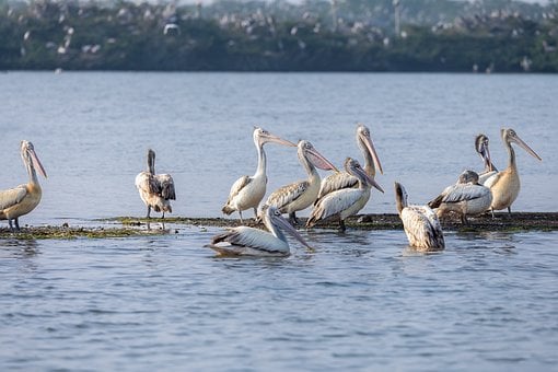Free Birds Free Wallpaper photo and picture
