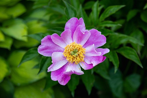Free Flowers Hd Wallpaper photo and picture