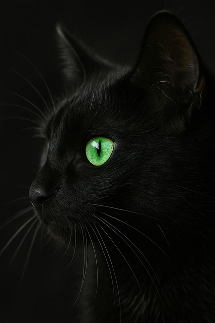 Free ai generated cat animal illustration