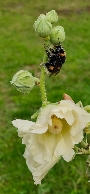 Humlebi, Blomstre, Blomst, Pollen