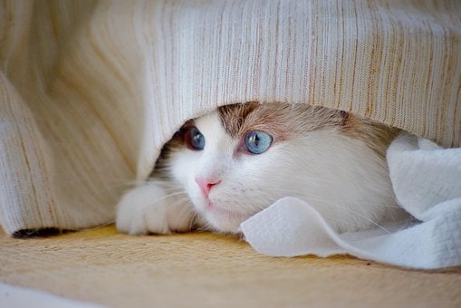 Free Cat Kitten photo and picture