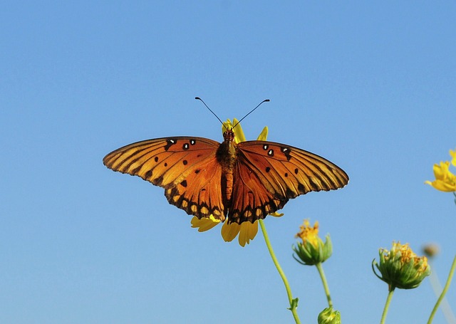 Download free HD stock image of Butterfly Nature Free Butterfly Nature photo and picture