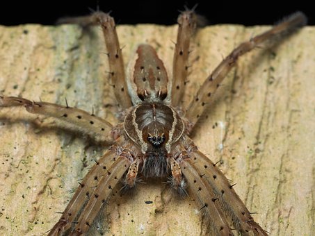 Free Spider Arachnid photo and picture