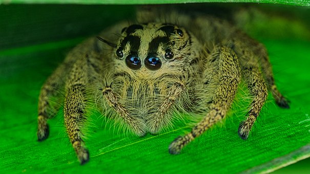 Free Spider Arachnid photo and picture