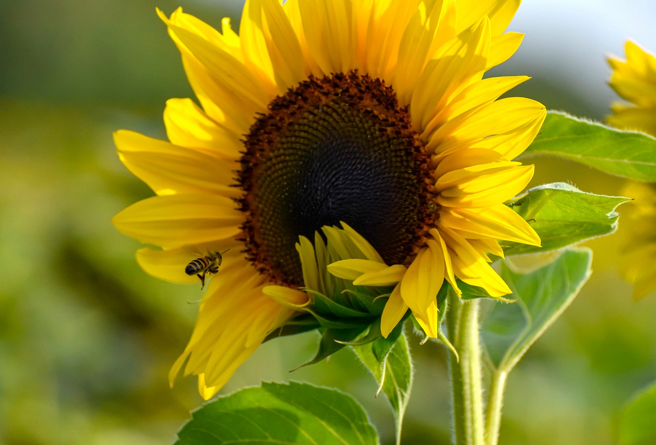 Sunflower Bee Field - Free photo on Pixabay