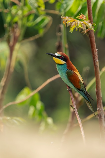 Free European Bee Eater Nature photo and picture