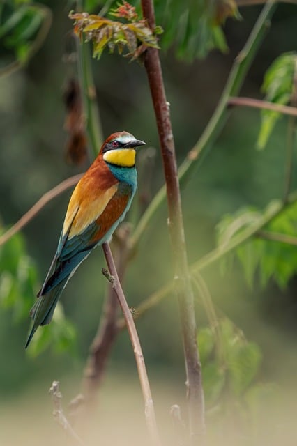 Free Nature European Bee Eater photo and picture