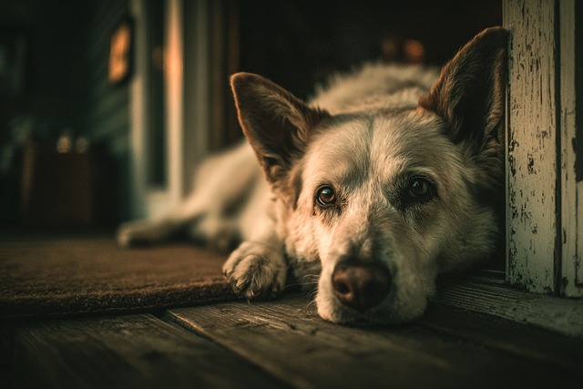 Free Dog Pet photo and picture