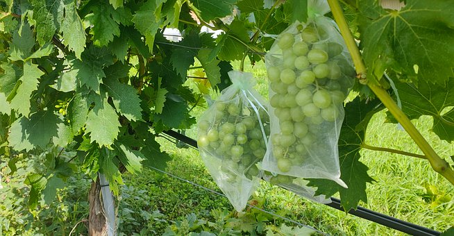 Vindyrkning, Druer, Druer Til Spisebrug