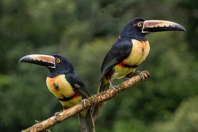 Free Collared Macaw Toucan photo and picture