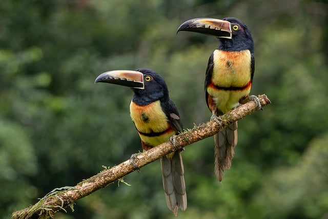 Halsbandarassari, Tukan, Vogel, Tierwelt
