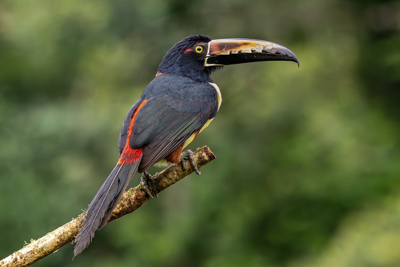 Collared Macaw - free online jigsaw puzzle photo