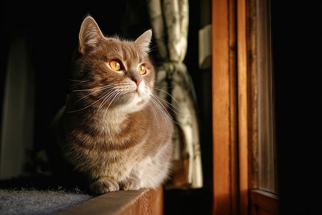 Free Cat Feline photo and picture