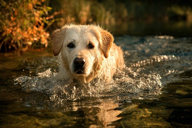 Free Dog Swimming photo and picture